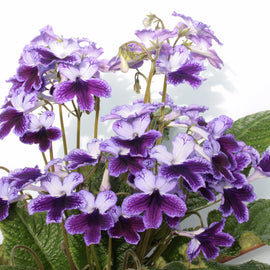 Streptocarpus Katie