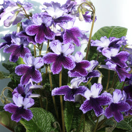 Streptocarpus Katie