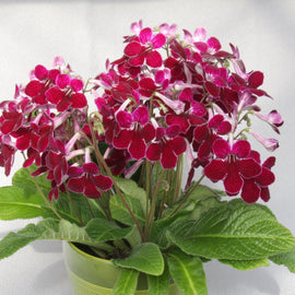 Streptocarpus Leah