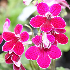 Streptocarpus Leah