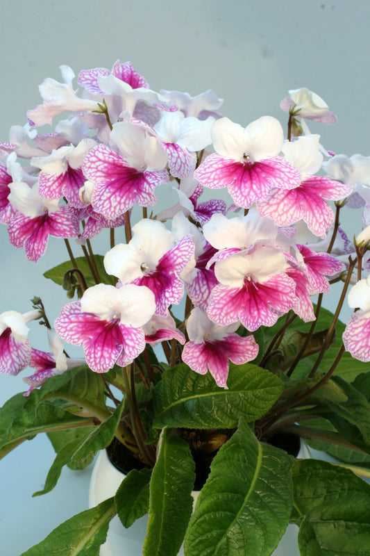 Streptocarpus Pink Leyla - Dibleys