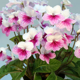 Streptocarpus Pink Leyla