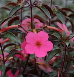 Achimenes Little Beauty - Dibleys