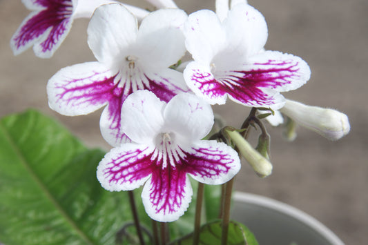 Streptocarpus Lowri (available until 21 November)