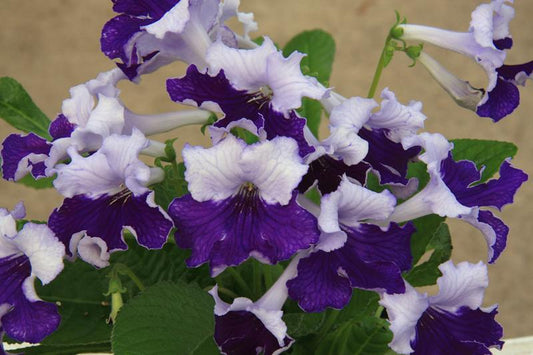 Streptocarpus Manon - Dibleys