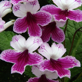 Streptocarpus Matilda