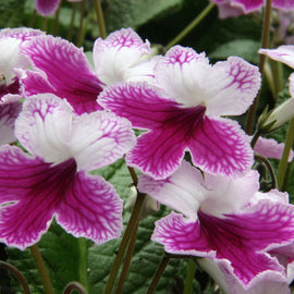 Streptocarpus Matilda