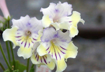 Streptocarpus Nadine