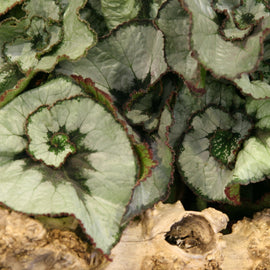 Begonia Namur