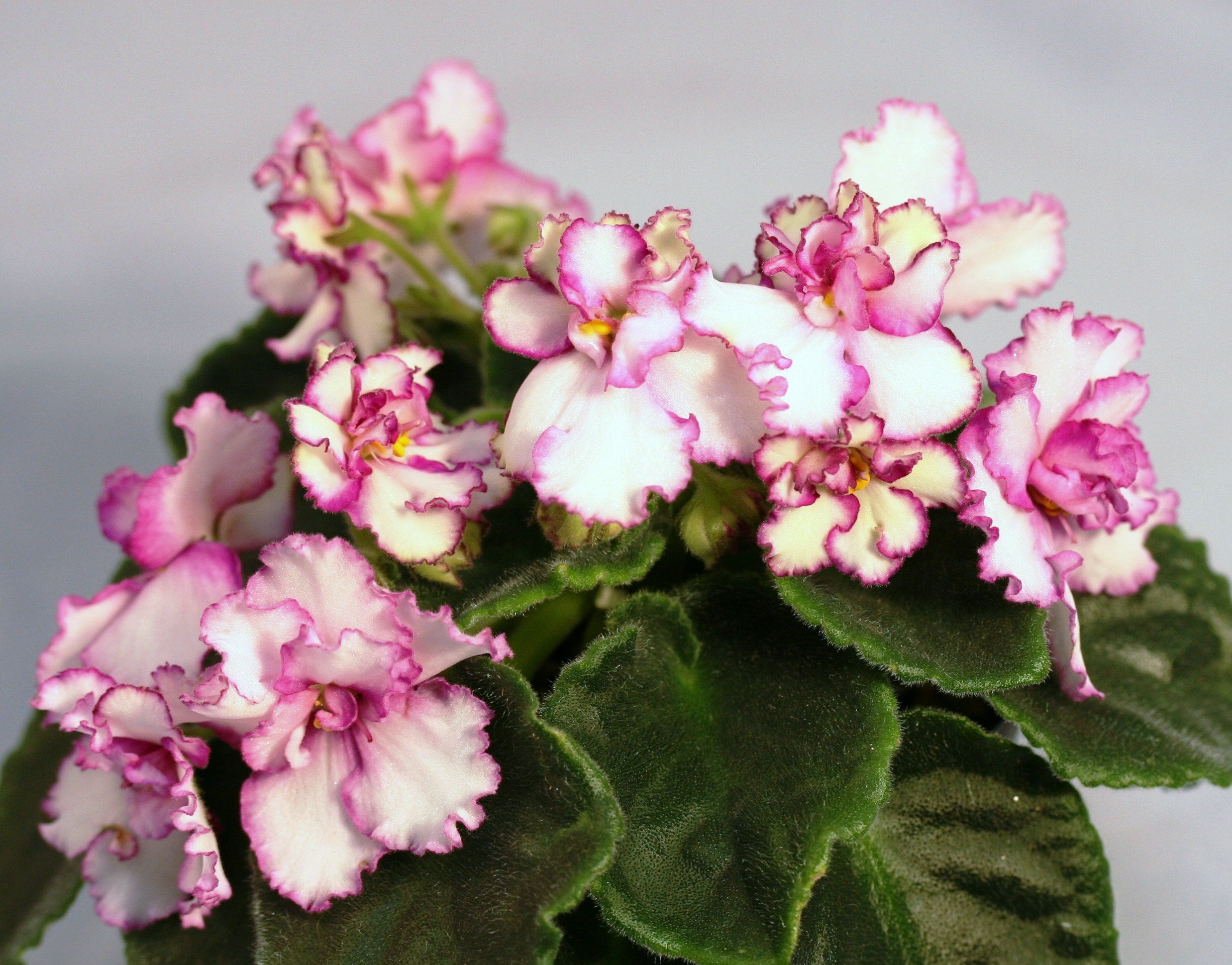 Dibleys Nurseries - streptocarpus and other houseplants - online shop