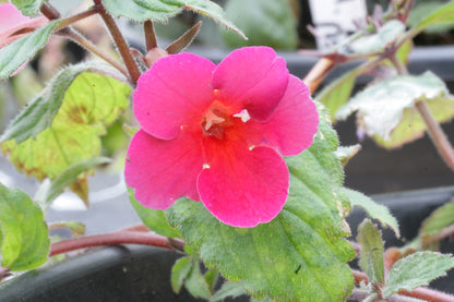 Achimenes Nocturne - Dibleys