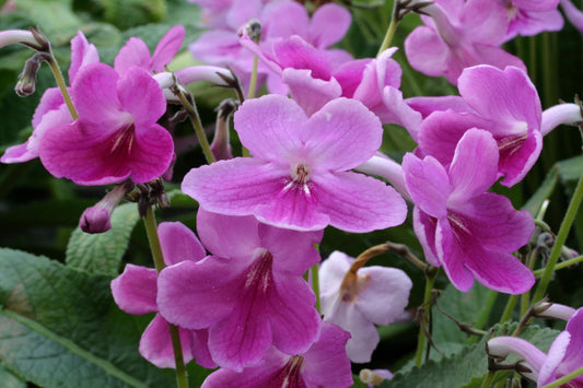 Streptocarpus Olga