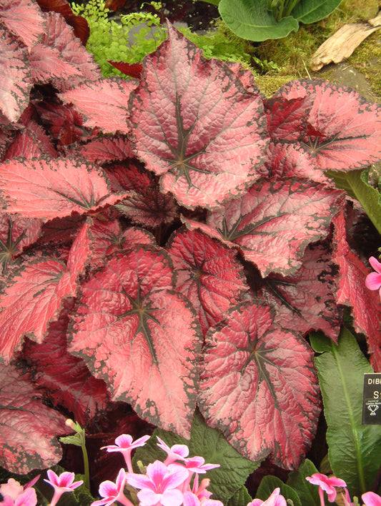 Begonia Pink Champagne