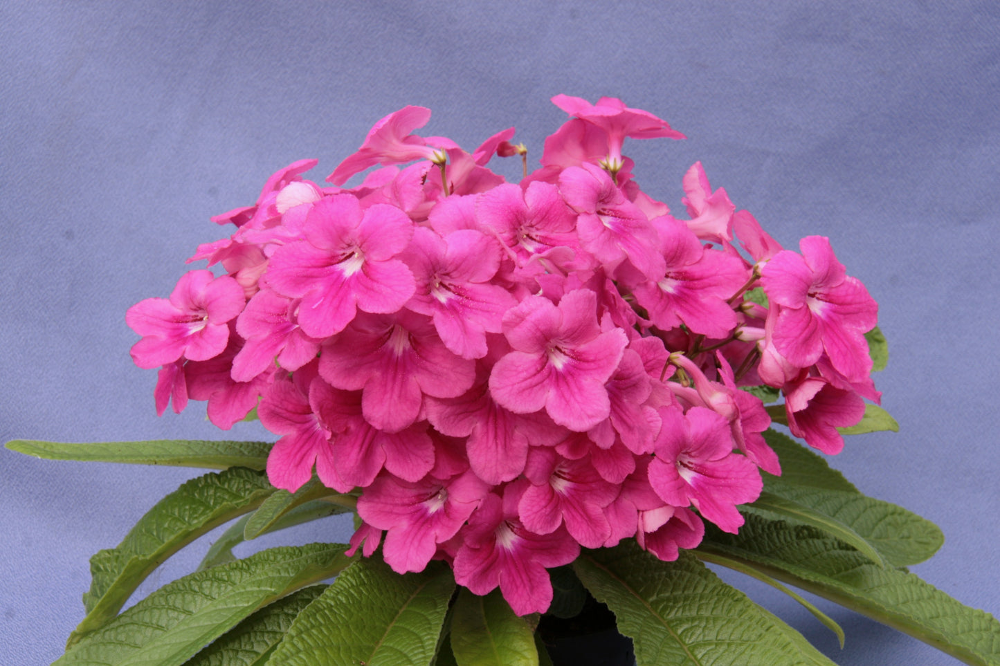 Streptocarpus Rubina Pink - Dibleys