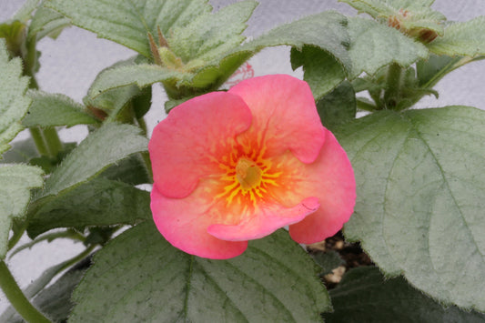 Achimenes Poil de Carotte - Dibleys