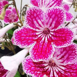 Streptocarpus Polka-Dot Pink