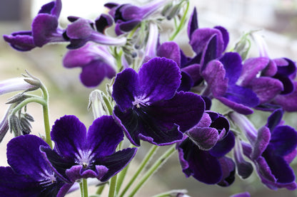 Streptocarpus Purple Velvet - Dibleys