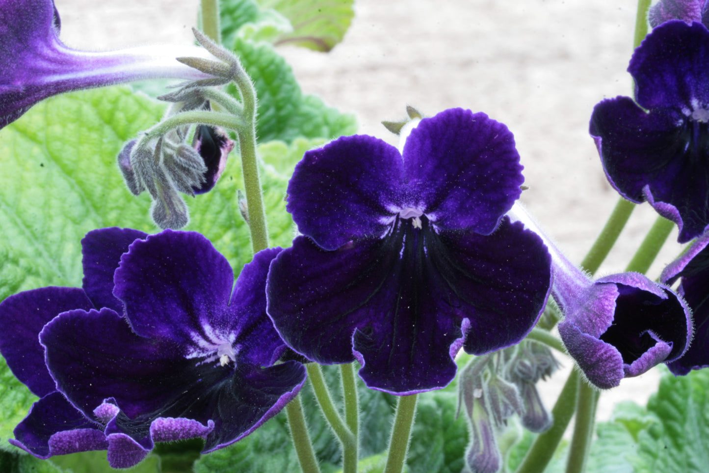 Streptocarpus Purple Velvet - Dibleys