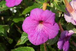 Achimenes Purple King