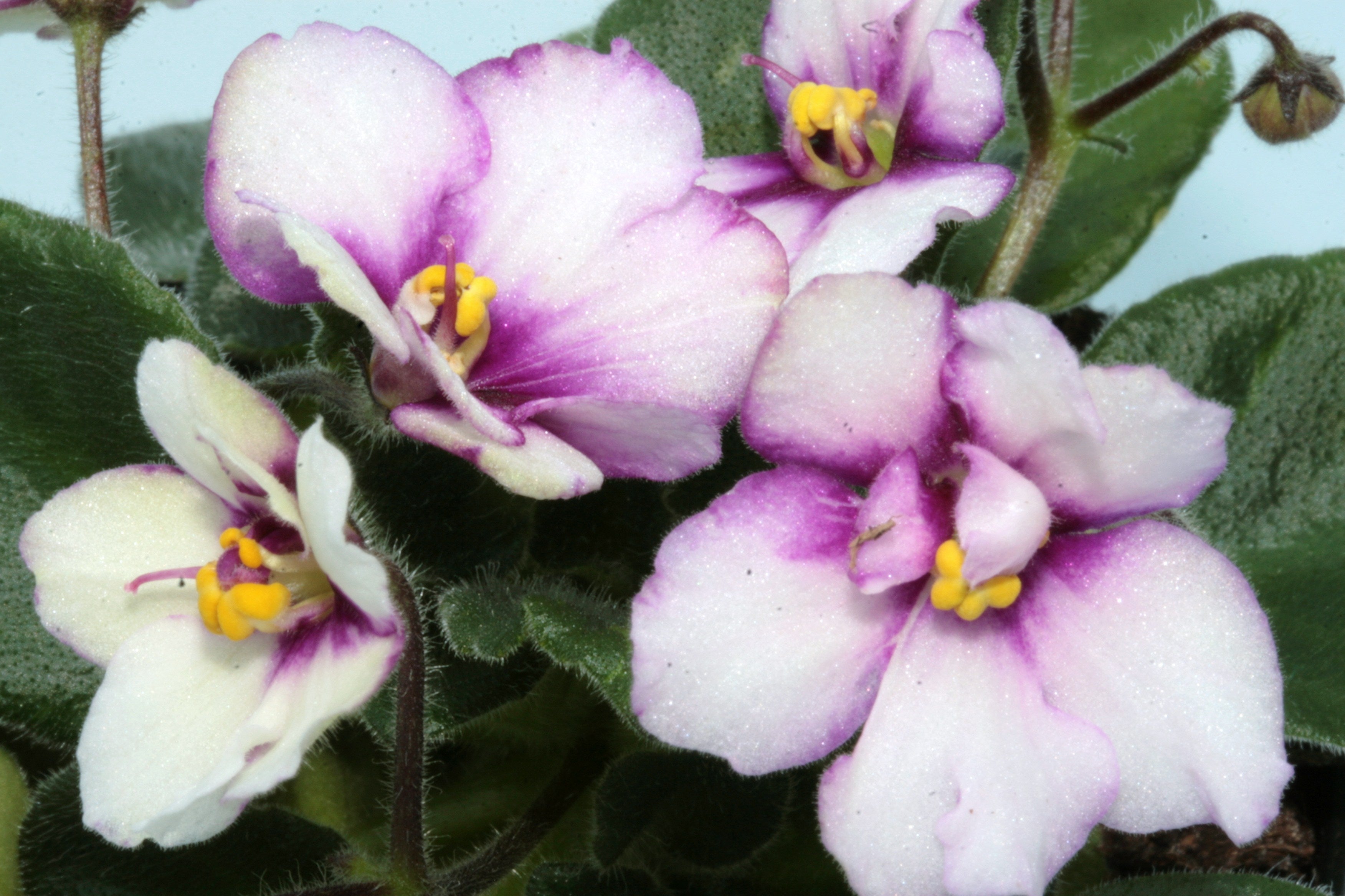 Wholesale, Bulk Flowering African Violet, selling Saintpaulia ionantha, Assorted Colors - Event Décor, Volume Discount, Retail - 6 4