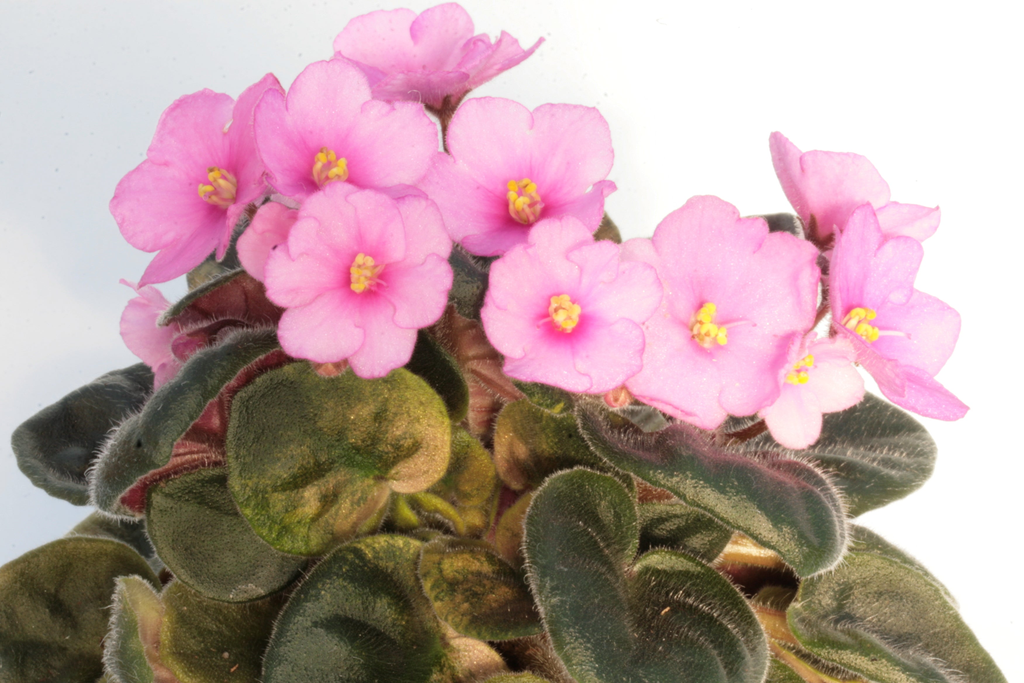 Wholesale, Bulk Flowering African Violet, selling Saintpaulia ionantha, Assorted Colors - Event Décor, Volume Discount, Retail - 6 4