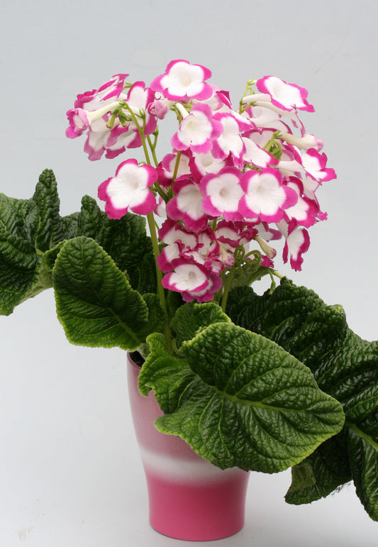 Streptocarpus Rose Halo - Dibleys