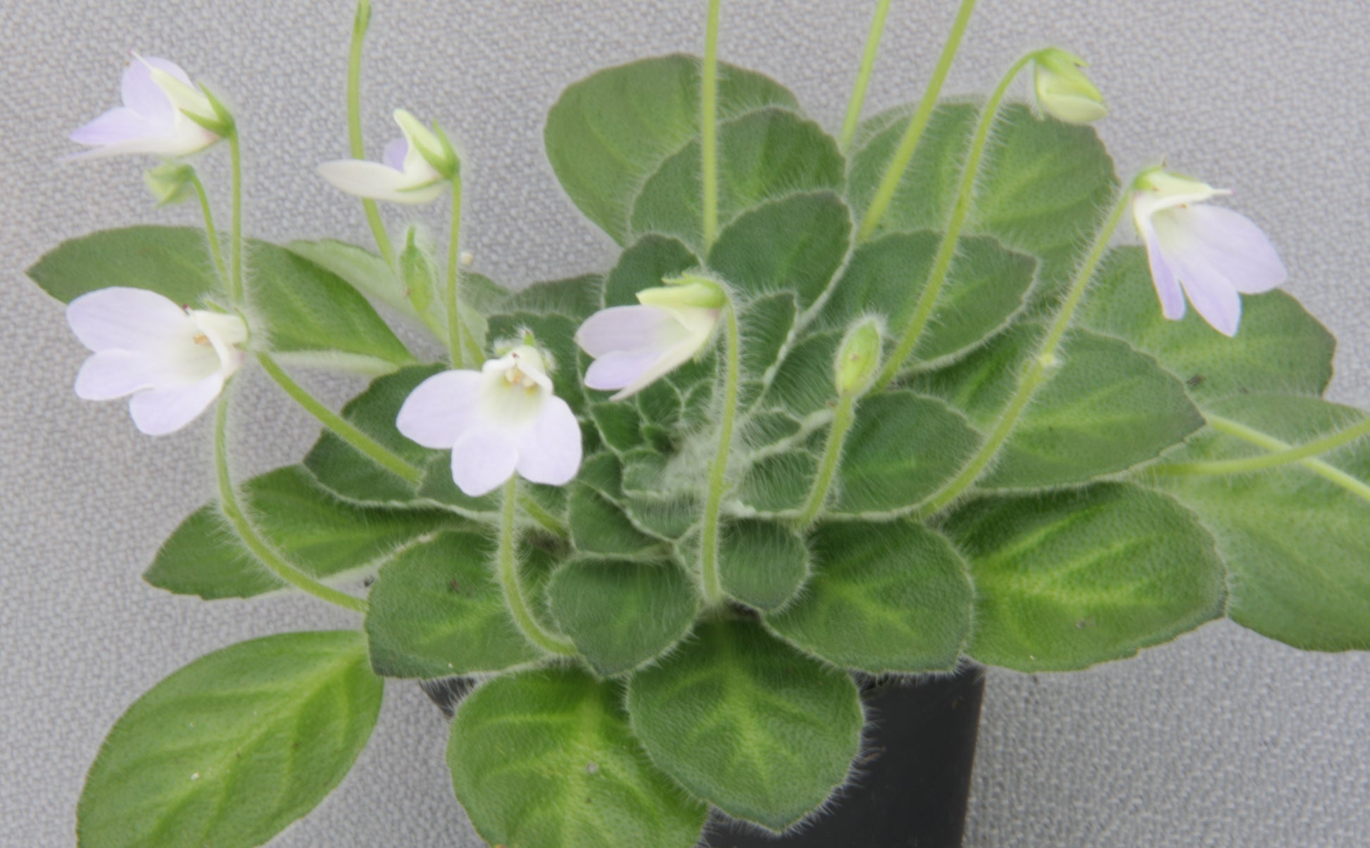 A Collection of Petrocosmea - Dibleys