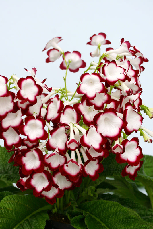 Streptocarpus Roulette Cherry - Dibleys