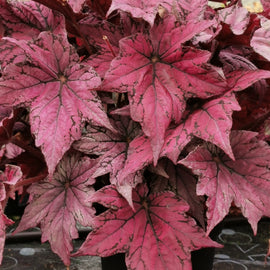 Begonia Ruby Celebration