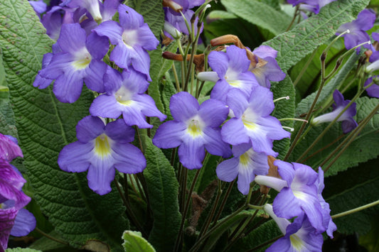 Streptocarpus Sian