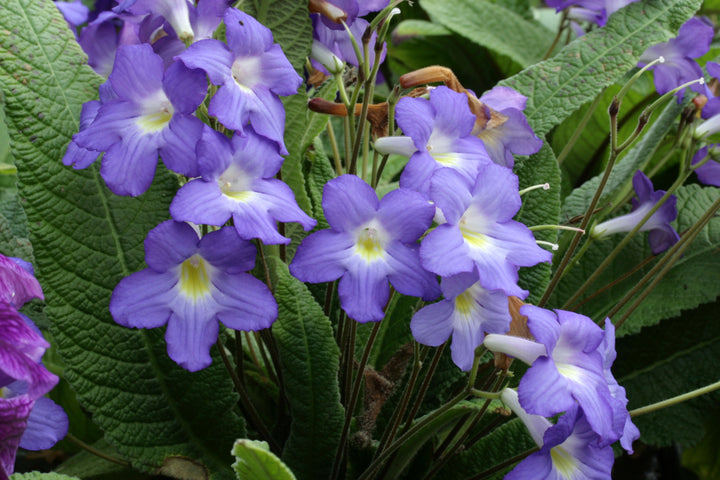 Streptocarpus Plug Plants – Page 12 – Dibleys