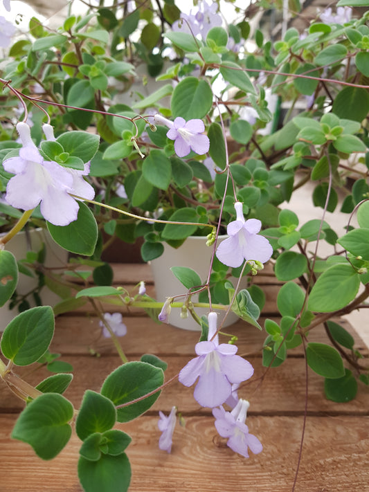 Streptocarpus Ohio's Blue Skies