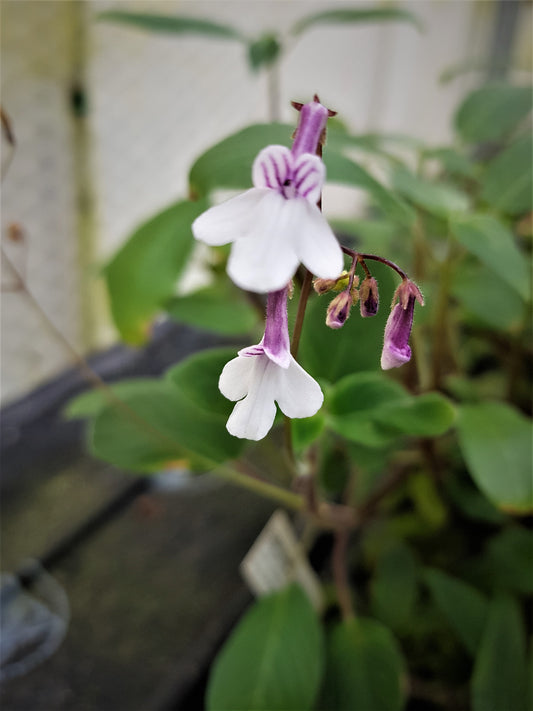 Streptocarpus buchananii