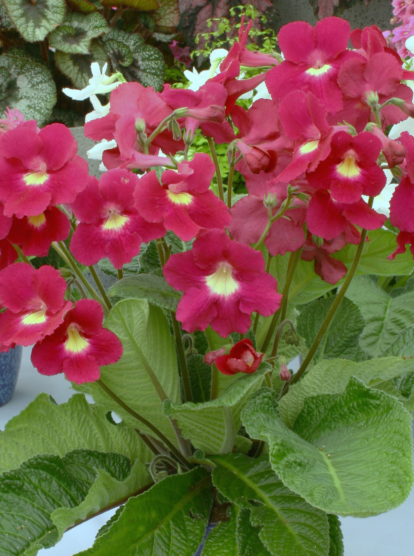 Streptocarpus Susan - Dibleys