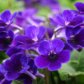 Streptocarpus Targa [Stella] PBR