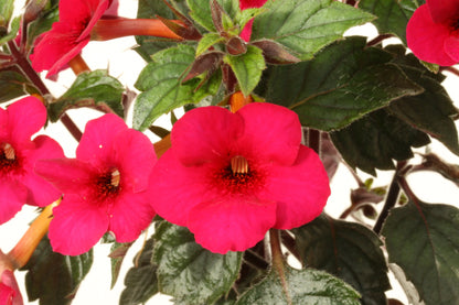 Achimenes Weinrot Elfe - Dibleys