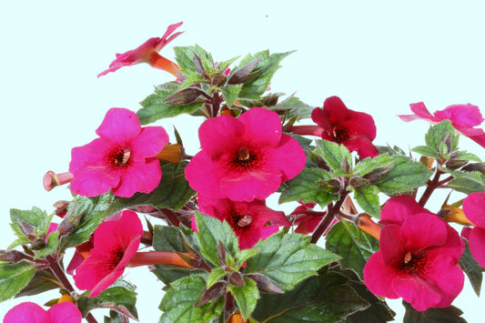 Achimenes Weinrot Elfe - Dibleys