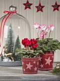 Stylish Planter/Cover pots - Patterned - Winter Star - 11cm