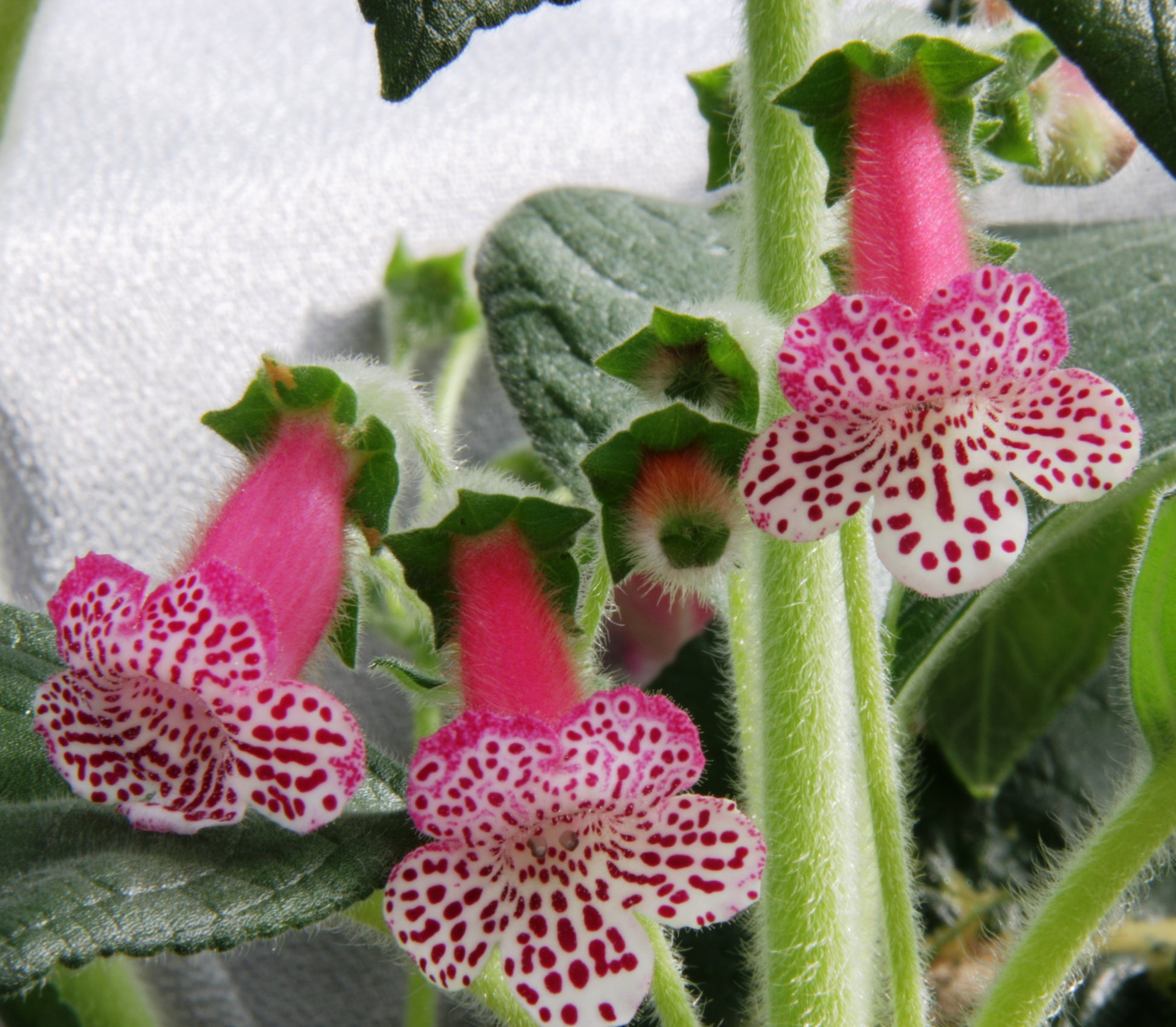 Kohleria YF's Lotta - Dibleys