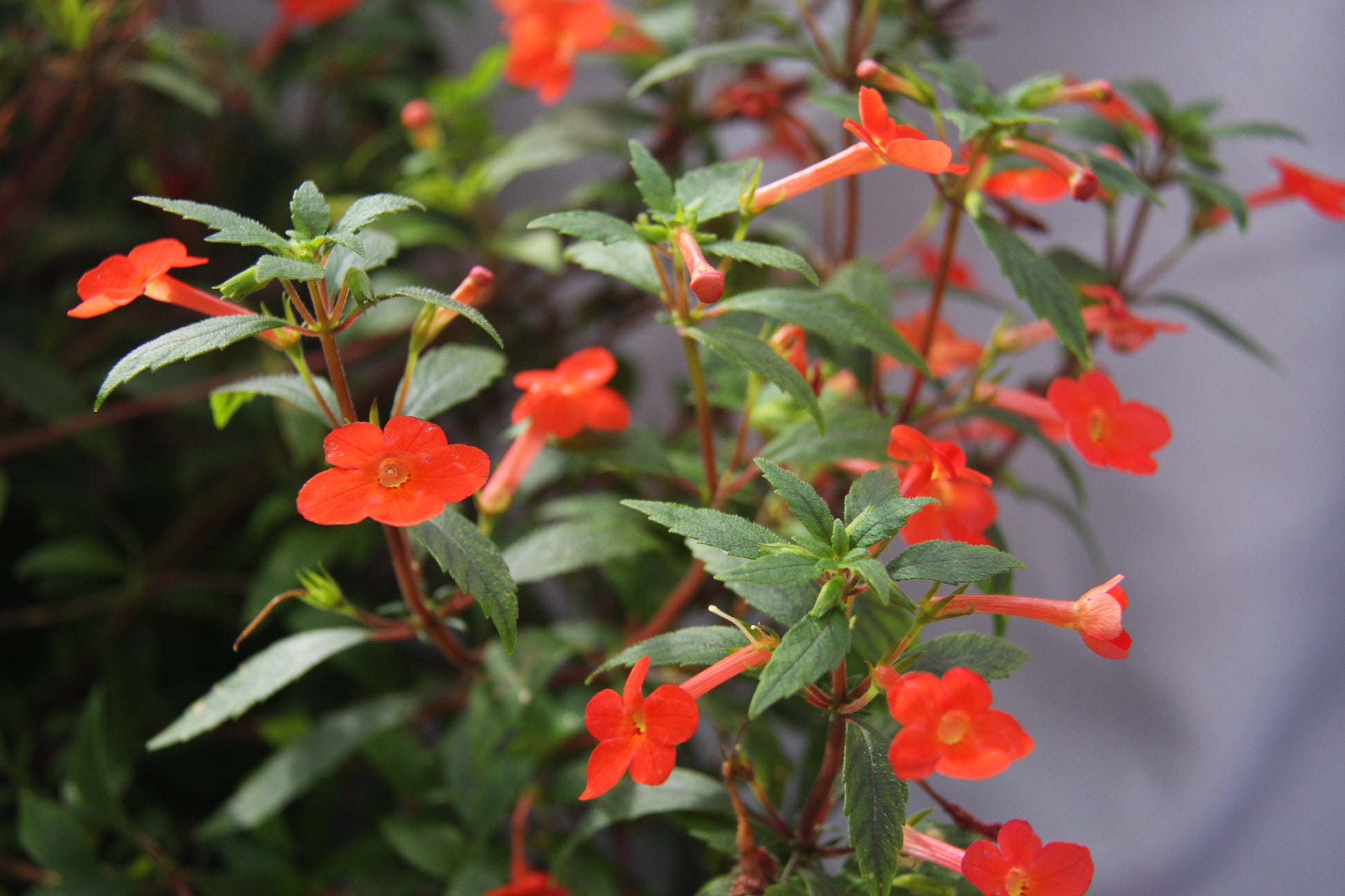 Achimenes Admirabilis - Dibleys