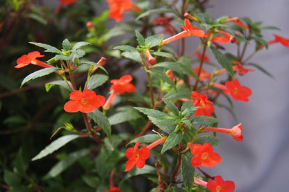 Achimenes Admirabilis - Dibleys