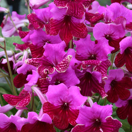 Streptocarpus Cariad