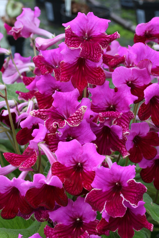 Streptocarpus Cariad - Dibleys