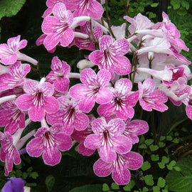 Streptocarpus Celebration