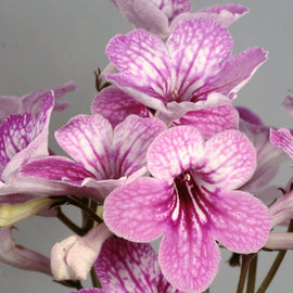 Streptocarpus Celebration