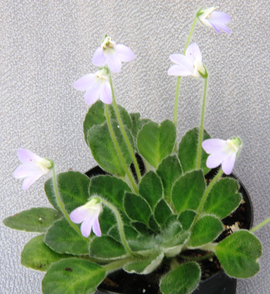 Petrocosmea cryptica 'Whirlpool' x sericea