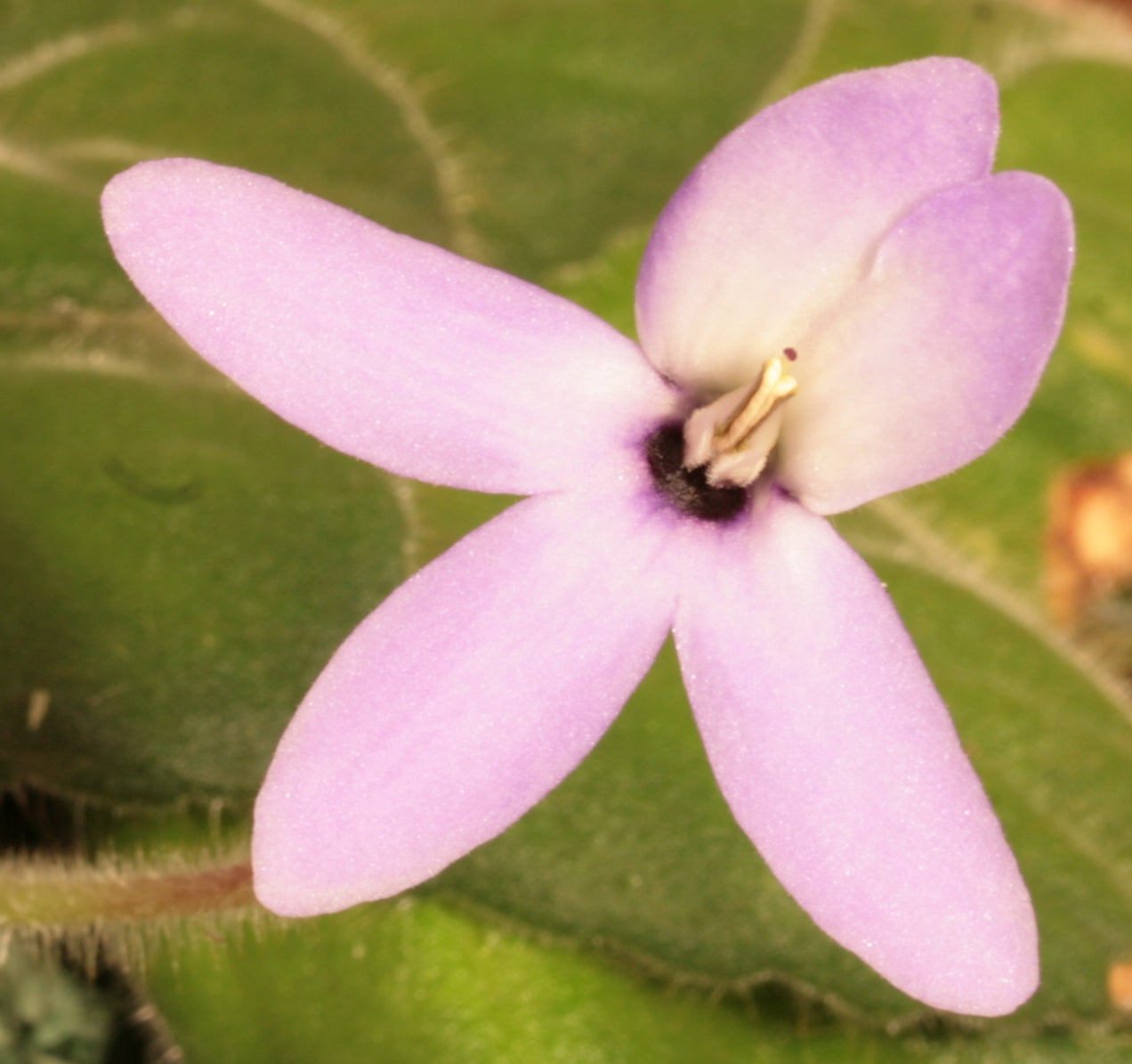 A Collection of Petrocosmea - Dibleys