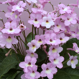 Streptocarpus Hannah