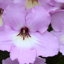 Streptocarpus Hannah