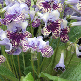 Streptocarpus Harlequin Lace